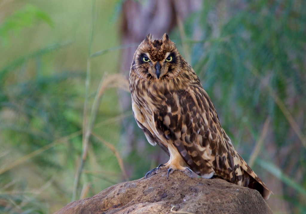 The Hawaiian short-eared owl. Kauai County
