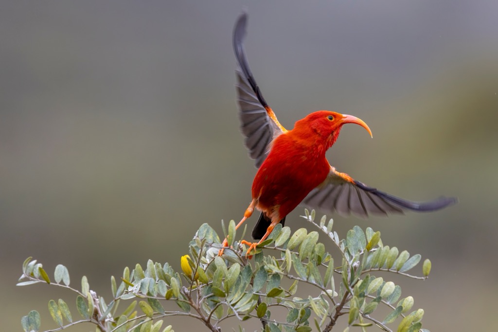 The ʻiʻiwi is known for it’s vibrant red plumage. Kauai County