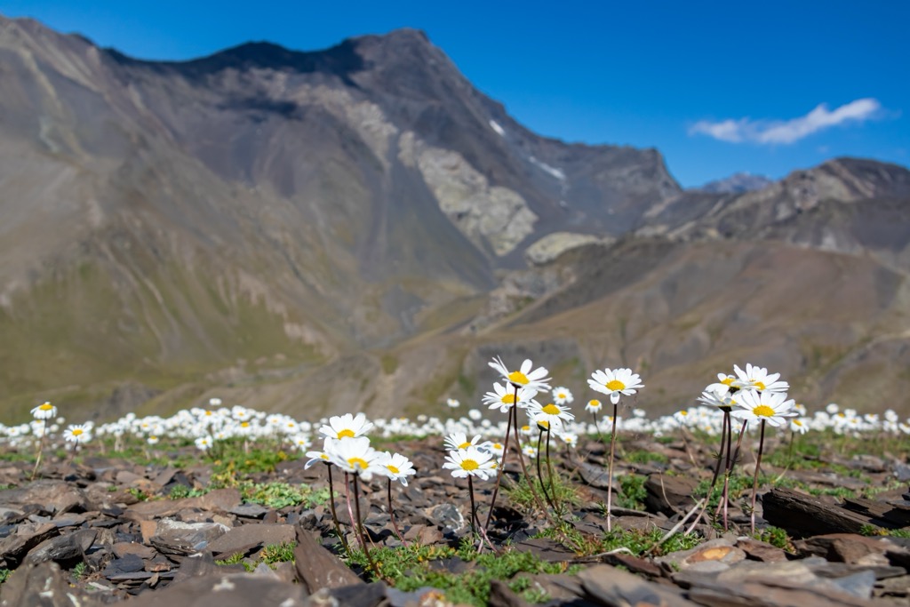 Marguerite, Kazbegi, Georgia