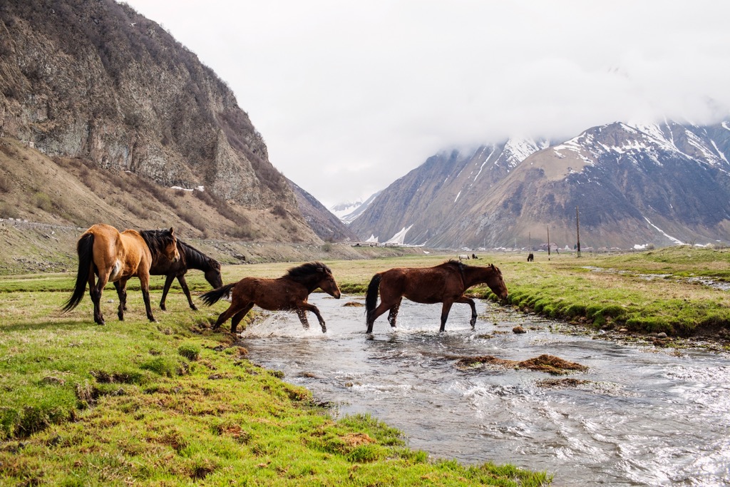 Horses, Kazbegi, Georgia