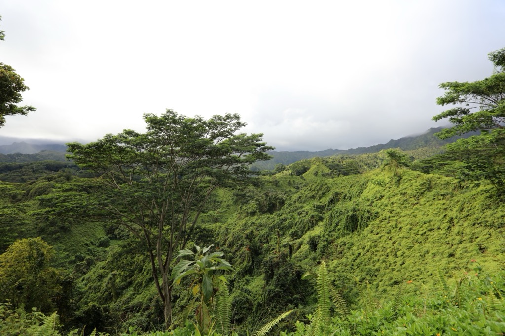 Keālia Forest Reserve, Kaua’i, Hawai
