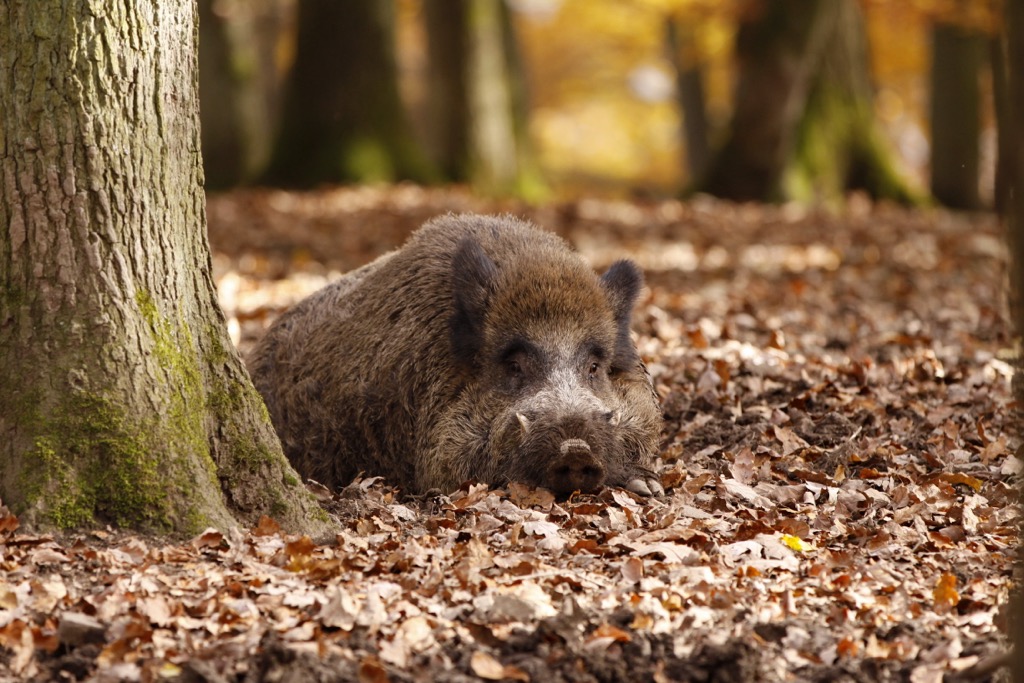 wild boer, Kellerwald-Edersee National Park, Germany