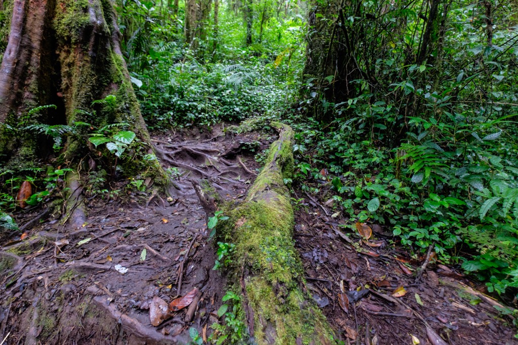 Rainforest photographed on the slopes of Kerinci. Kerinci Seblat Park