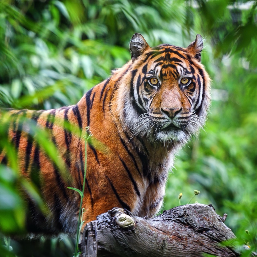 The Sumatran tiger, one of Earth’s most beautiful and endangered species. Kerinci Seblat Park