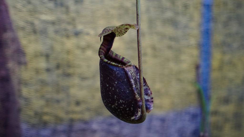 Nepenthes aristolochioides. Kerinci Seblat Park