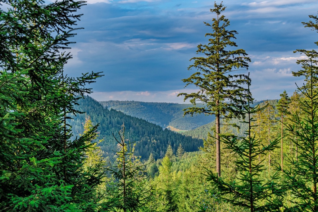Kernzone Nationalpark Schwarzwald