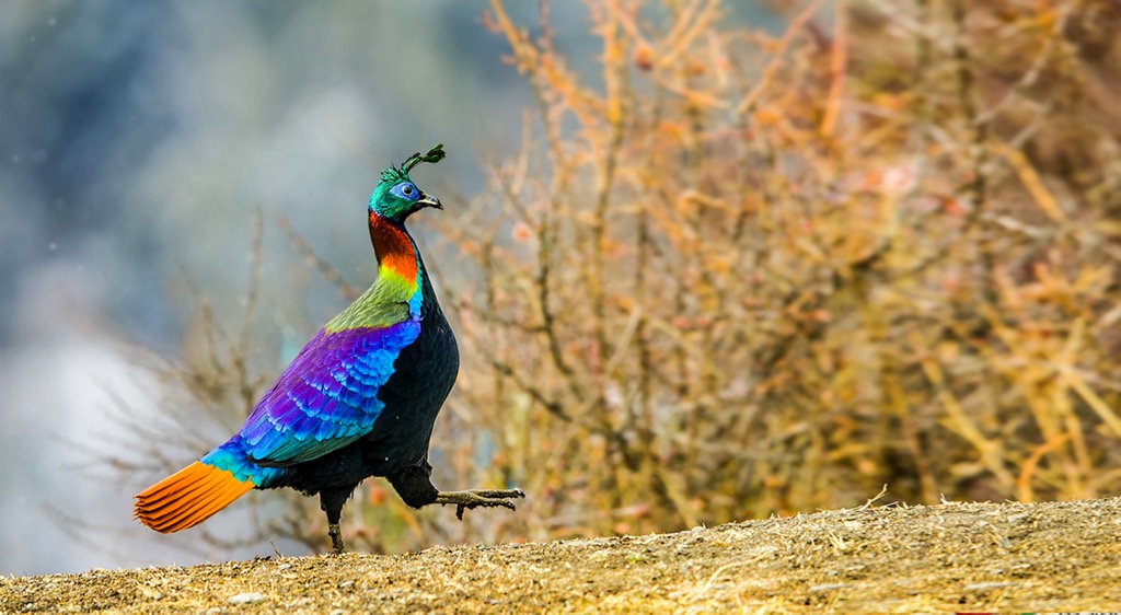 The Himalayan monal, one of the park’s most striking residents. Khirganga National Park