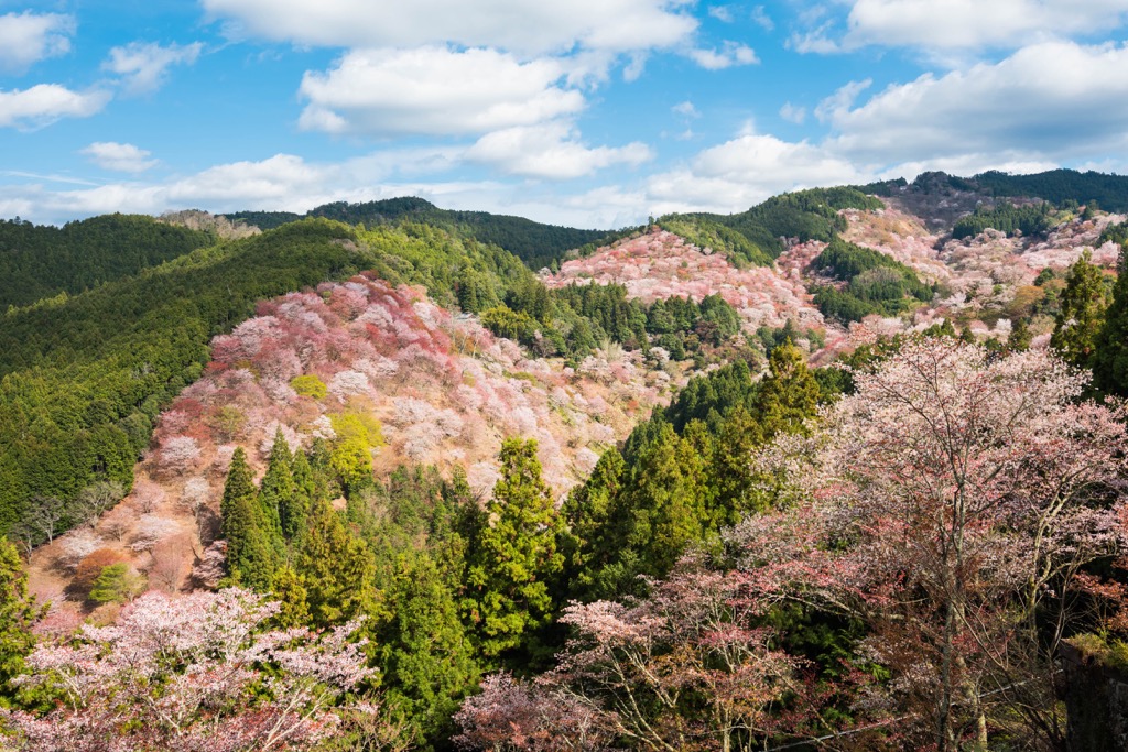 Kohechi, Kumano Kodo, Kii Mountains, Japan