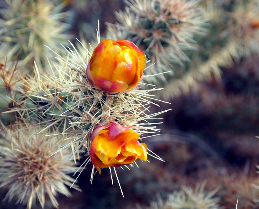 Kofa National Wildlife Refuge, Arizona