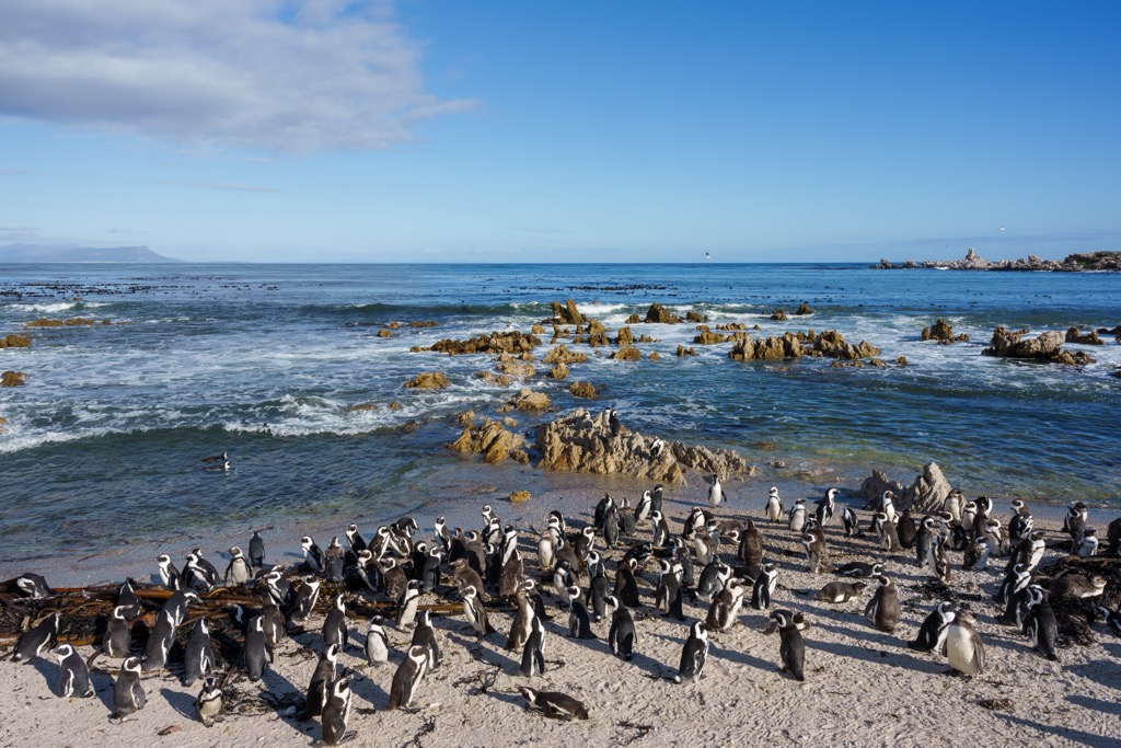 The Betty’s Bay African penguin colony. Kogelberg NR