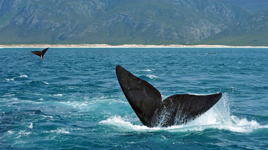 Hermanus is one of the best places to see southern right whales in action. Kogelberg NR