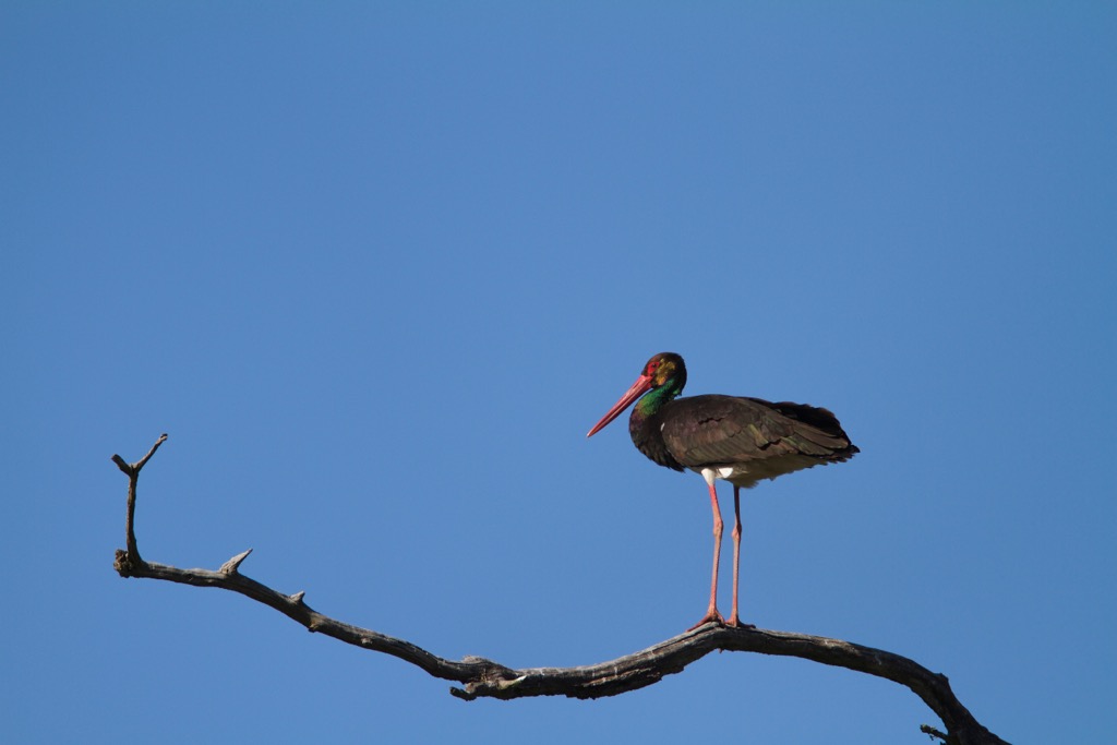 A black stork in the nature park. Kopacki Rit