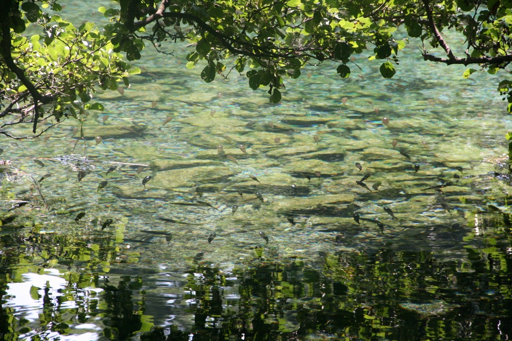 Ohrid Trout swimming in the Black Drim River, the main waterway draining Lake Ohrid. Lake Pogradec