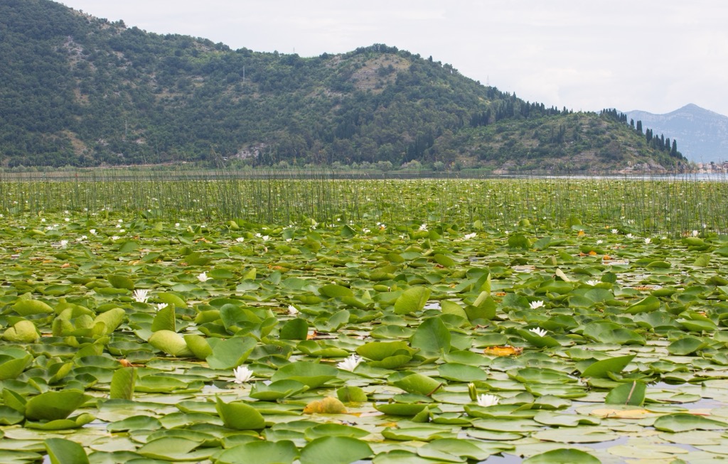 Lake Shkodër, Albania and Montenegro