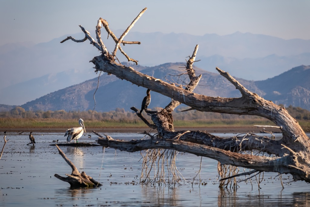 White Dalmatian Pelican, Lake Shkodër, Albania and Montenegro