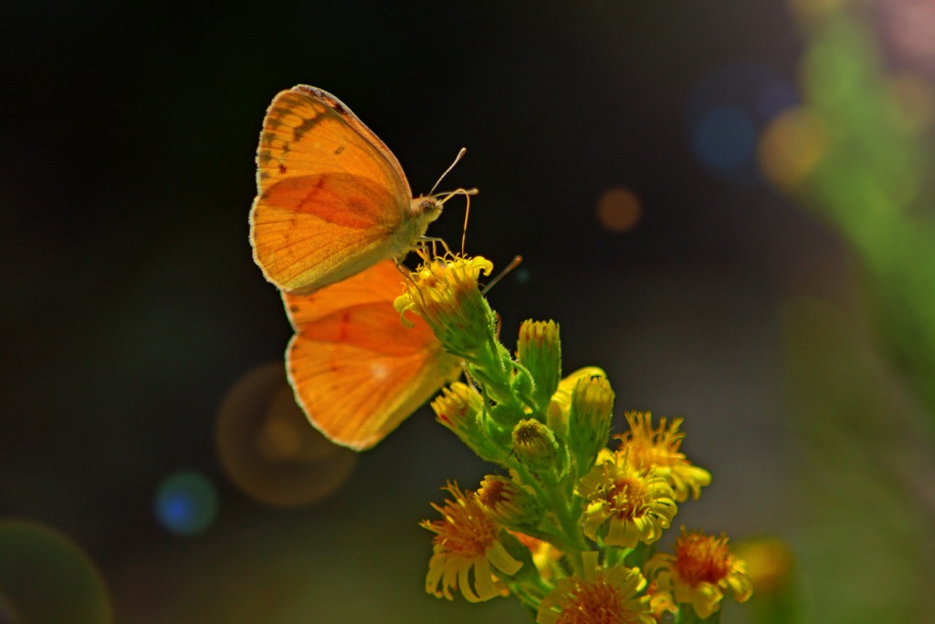 Horsh Ehden Nature Reserve, Lebanon