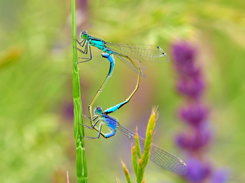 The endangered Coenagrion hylas. Lechquellen Mountains