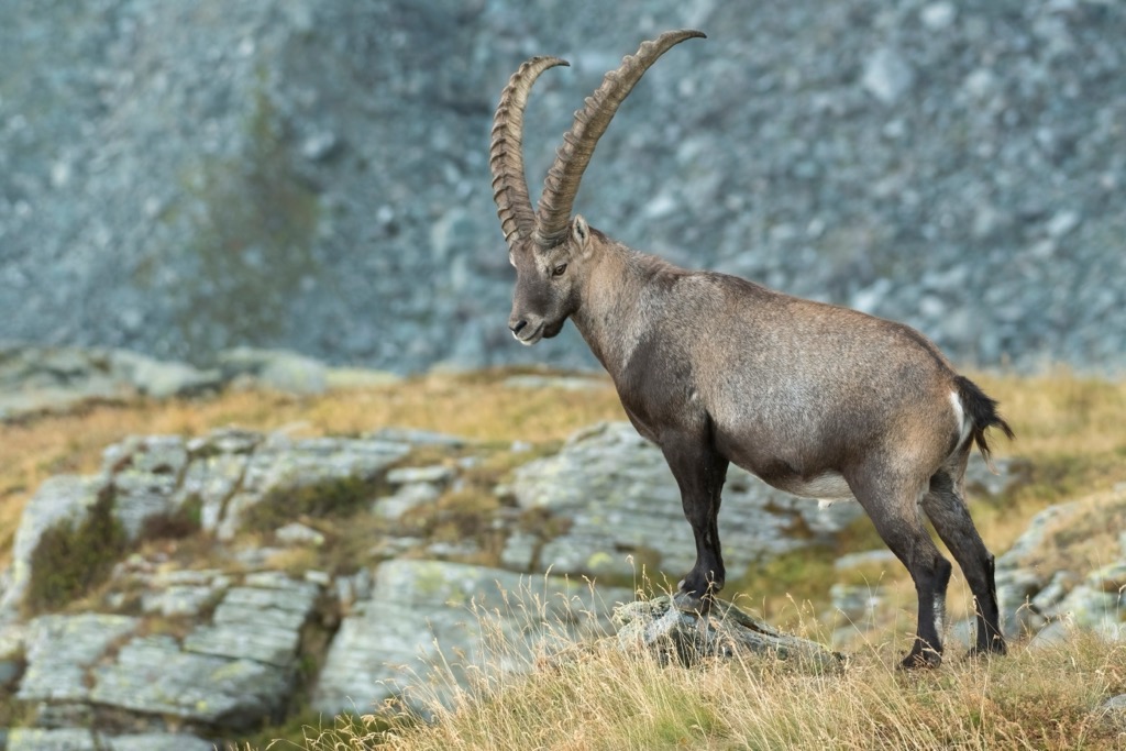One of Europe’s most adored alpine residents, the Ibex. Lechtal Alps