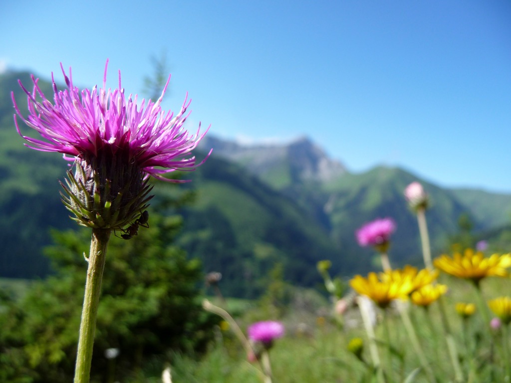 Wildflowers in the high valleys of the Lechtal Alps. Lechtal Alps