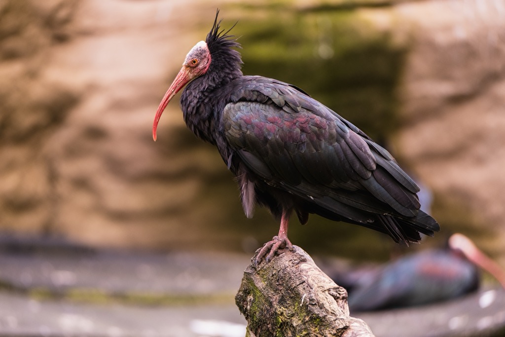 There are thought to be fewer than ten endangered northern bald ibises in Syria. Levant Ranges