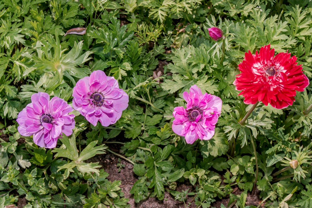 Poppy anemones are common in Syria and Israel. Levant Ranges