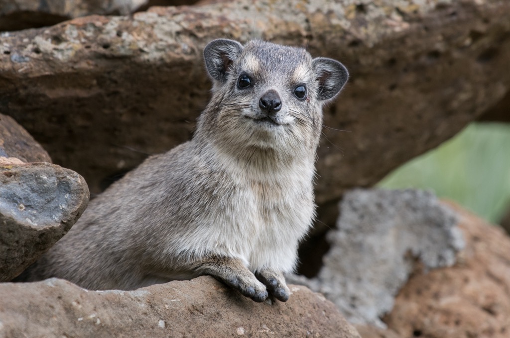 Rock Hyrax are a common sight in the Levant Ranges. Levant Ranges