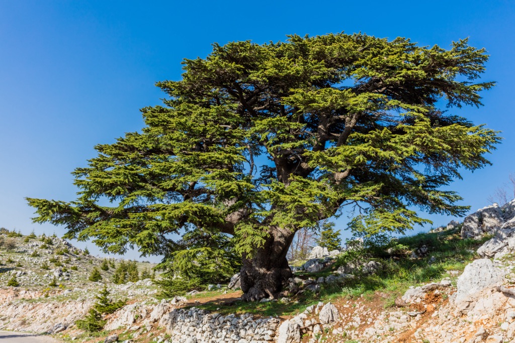 Lebanese cedars are a national symbol of Lebanon. Levant Ranges