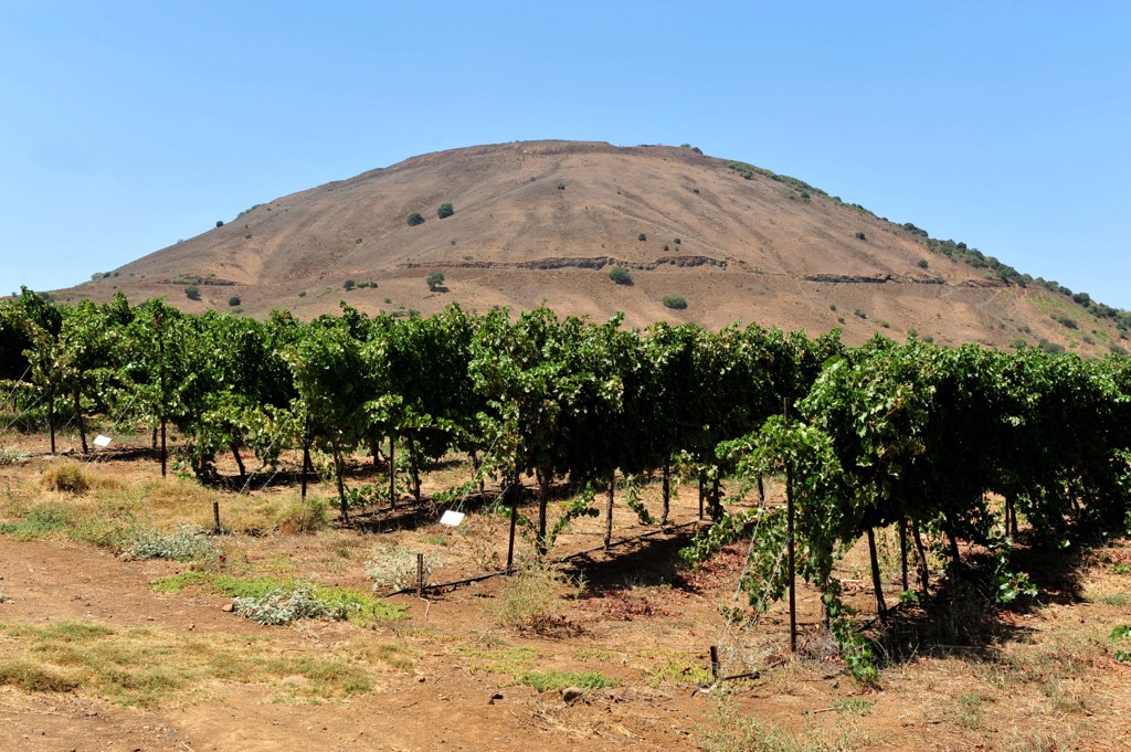 Vineyard under Mount Bental (Tal Al-Gharam) (1,171 m / 3,842 ft), Golan Heights. Levant Ranges