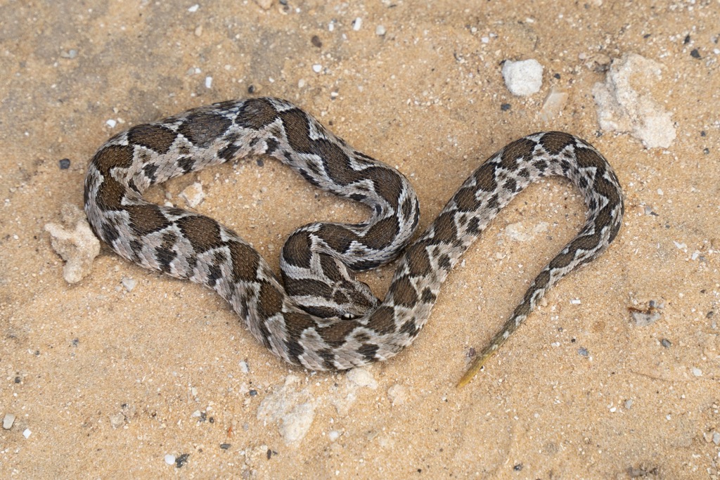 Palestine vipers are often mistaken for harmless coin-marked snakes. Levant Ranges