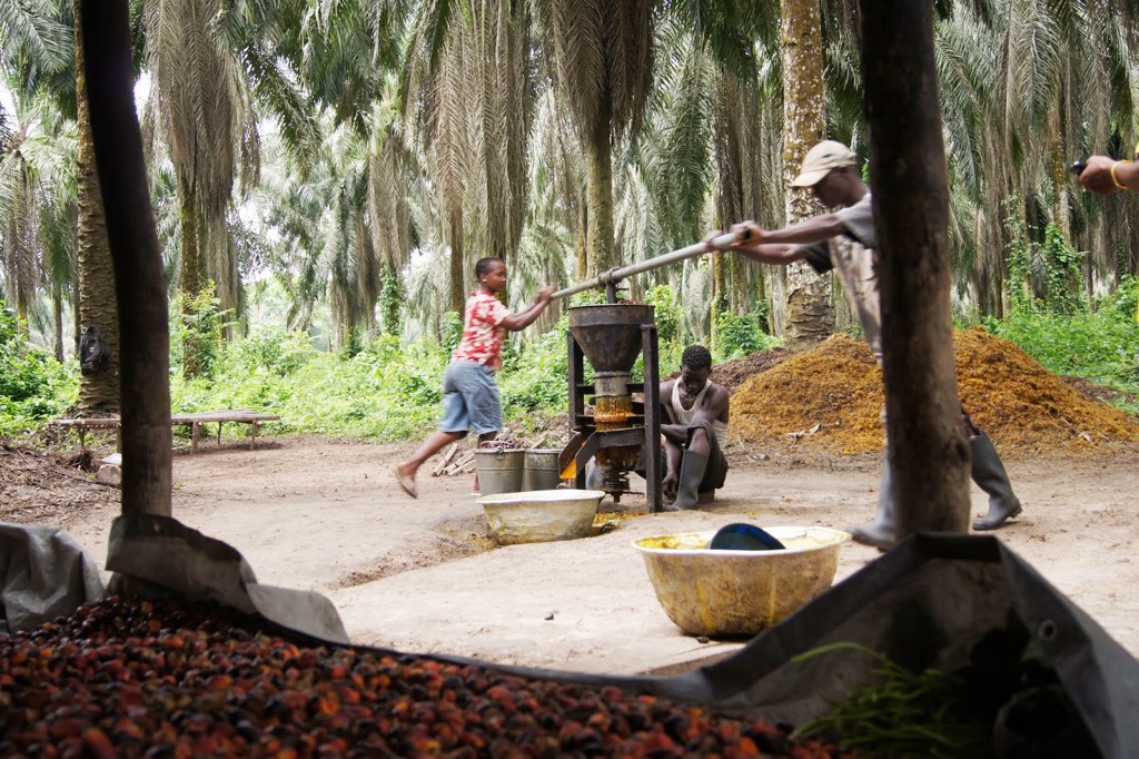 Processing palm oil the old-fashioned way. Liberia Mountains