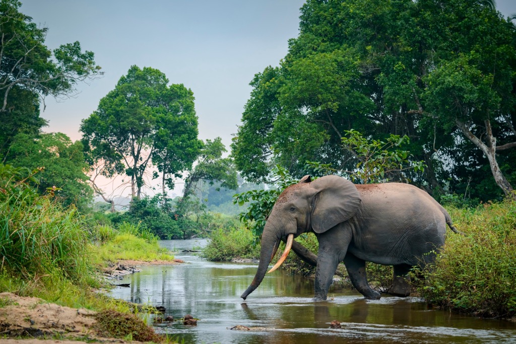 The African forest elephant. Liberia Mountains