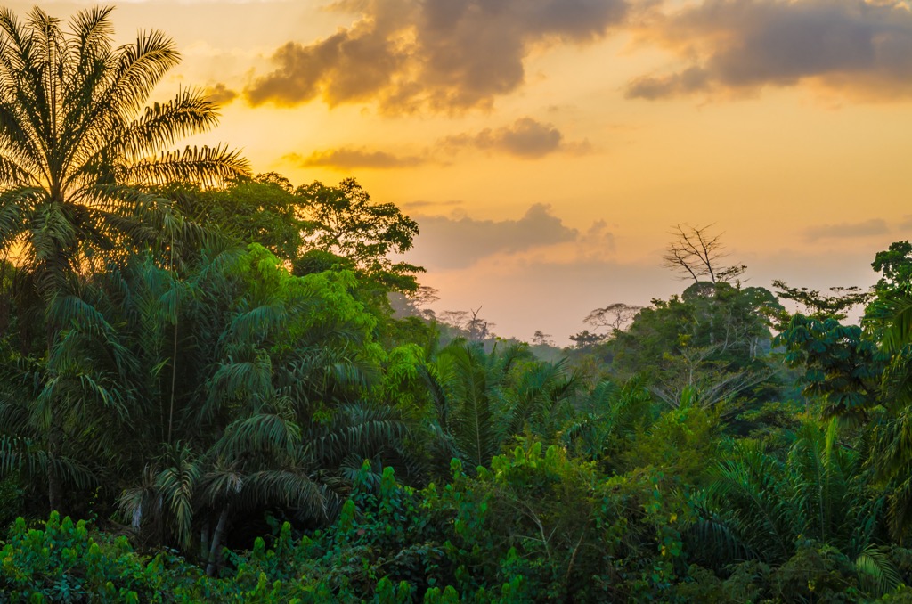 Tropical rainforest in Liberia. Liberia Mountains