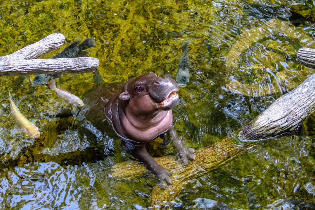 A baby pygmy hippopotamus. Liberia Mountains