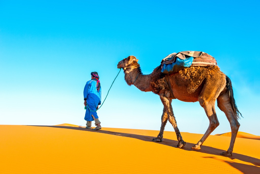 dromedary camel, Libya