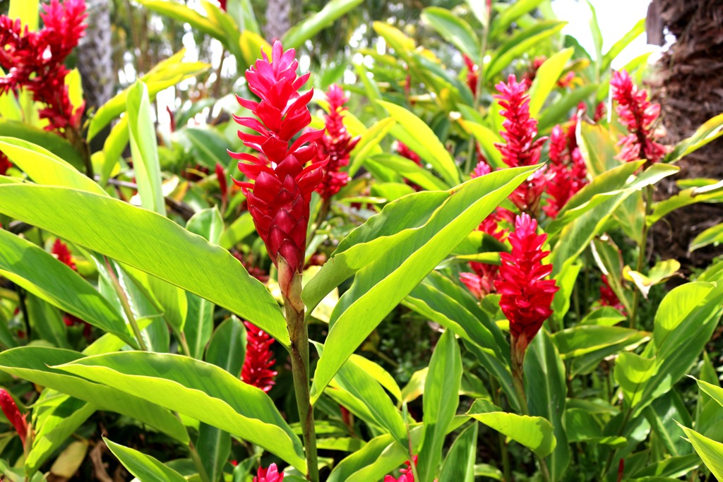 red ginger, Līhu‘e-Kōloa Forest Reserve, Hawai’i