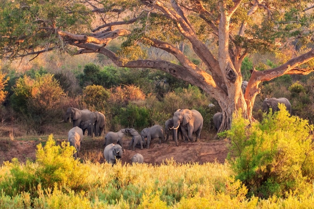 The Great Limpopo Transfrontier Park. Limpopo National Park