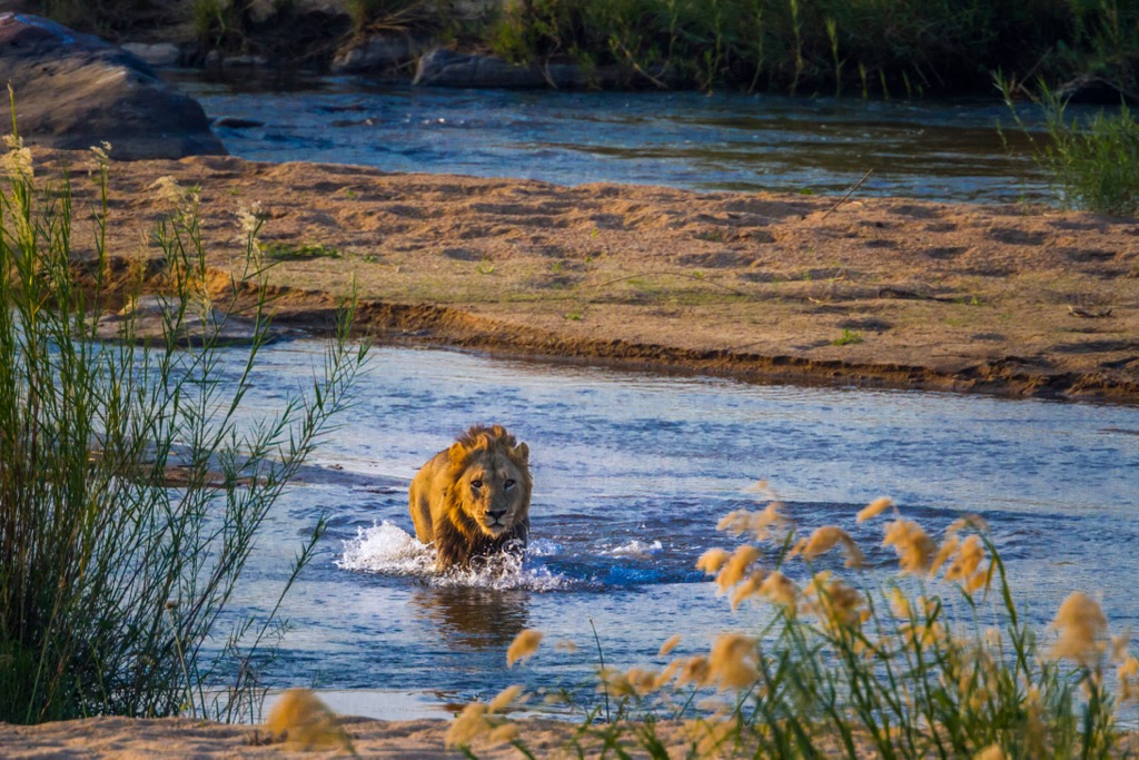 The African lion male crossing a river. Limpopo National Park