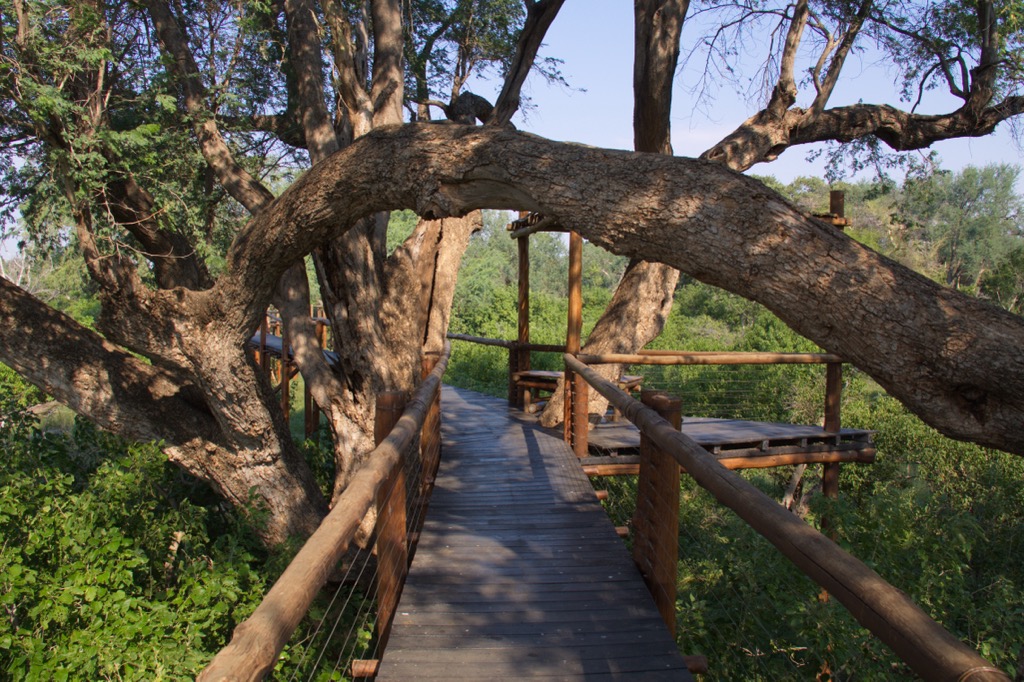 The boardwalk in Great Limpopo Transfrontier Park. Limpopo National Park