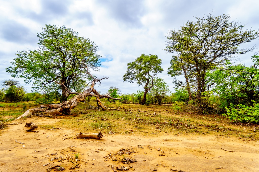 Mopane trees are a defining feature of the landscape. Limpopo National Park