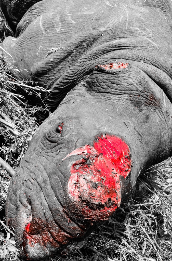 Rhino poaching is a serious problem in the Great Limpopo Transfrontier Park. Rhino horn is valuable in Asia due to myths around its healing properties (it has no medicinal benefit), and enforcement is difficult because of the extreme size of these African national parks. Thousands of rhinos continue to be poached each year. Limpopo National Park