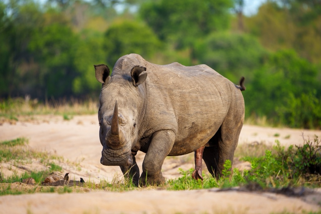 White Rhinoceros are among the world’s most endangered species due to poaching. Limpopo National Park