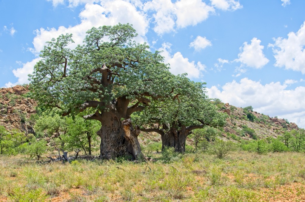 A Baobob tree in Limpopo. Limpopo