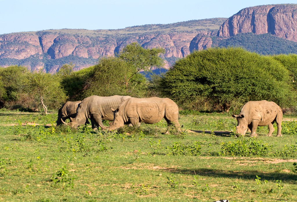 White rhinoceros in Marakele National Park. Limpopo