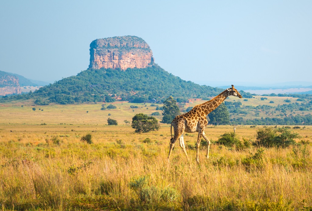 Butte formations are the result of millions of years of erosion on resistant sandstones. Limpopo