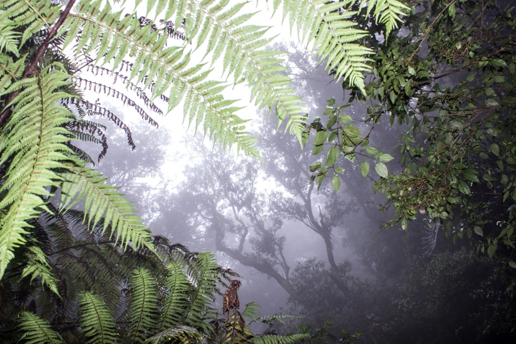 A characteristically misty day in Magoebaskloof. Limpopo