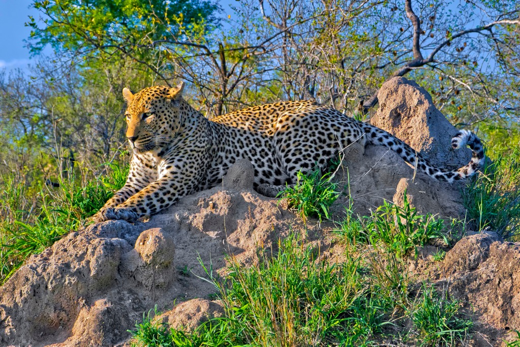 Leopard sightings are common in Kruger, with over 1,000 individuals. Limpopo