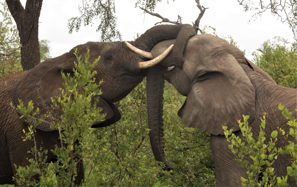 Elephants on the Timbavati Private Nature Reserve in Limpopo. Limpopo