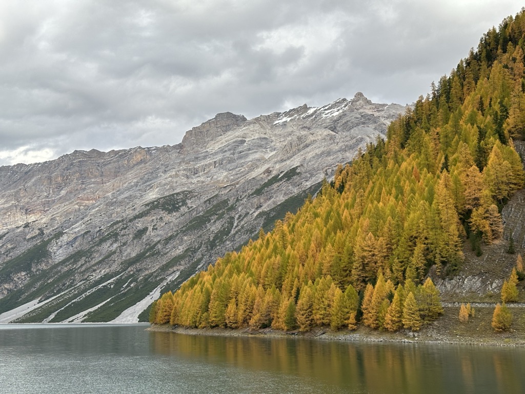 Goldene Lärchen spiegeln sich im Stausee von Livigno, Italien, südlich der Bernina
