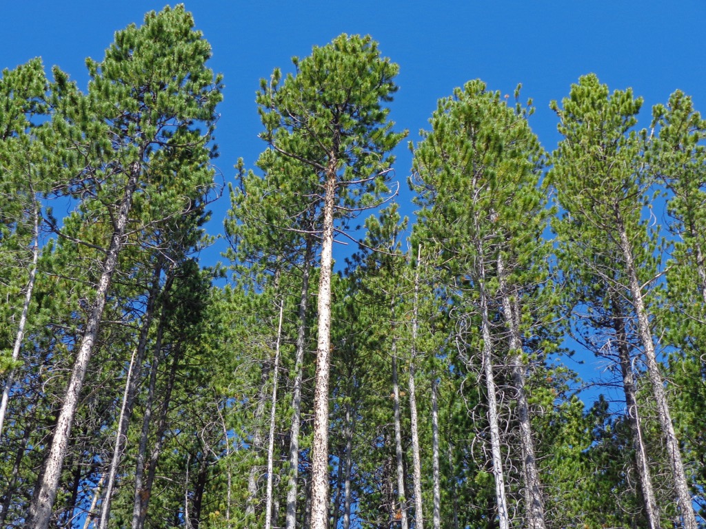Lodgepole Pine, Yalakom Provincial Park, British Columbia, Canada