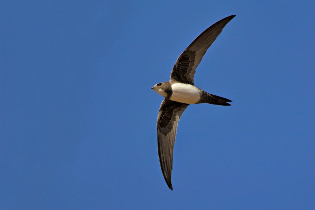 Alpine swifts spend most of their lives in flight and can spend up to 200 days airborne without landing. Lofer Mountains 